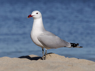 Audouin's Gull standing on the foreshore, Mallorca, Spain