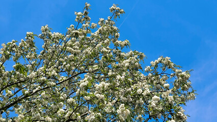 blooming white acacia tree in spring