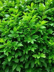 Obraz premium Artistic representation of green leaves on a bush with a soft background, bush, leaves, background, painting, representation