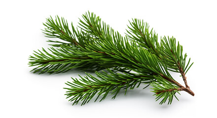 Pine branch. Green pine branch on a white background.
