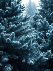 Majestic fir Christmas tree branches in a forest setting, fir, christmas