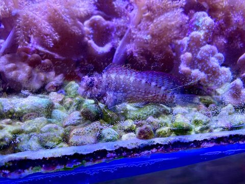 benny fish coral reef in aquarium