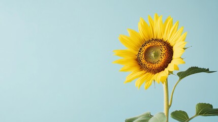 Obraz premium A bright yellow sunflower against a soft blue backdrop, close-up shot, Minimalist style