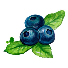Obraz premium Concept illustration of blueberries hand draw water colour style , fit for your element project.