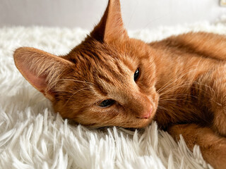A cute sleepy ginger cat on a white blanket.