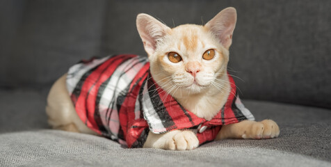 Burmese kitten in a checkered shirt resting on the sofa at home.