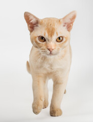 Cream Burmese cat on white background.