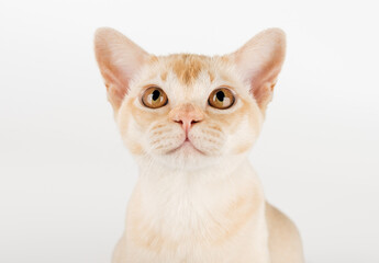 Fototapeta premium Cream Burmese cat on white background.