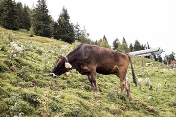 Kuh in Österreichischen Bergen am grasen