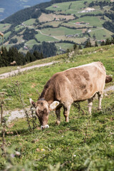 Kuh in Österreichischen Bergen