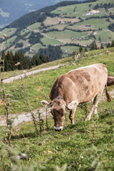 Fototapeta premium Kuh in Österreichischen Bergen