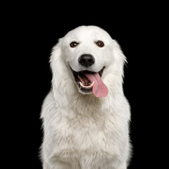 Funny Portrait of Maremmano-Abruzzese Sheepdog on Black Background in studio