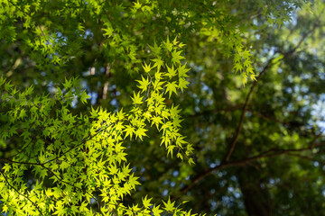 Detailed view looking up of a tree branch full of green maple leaves, reflected by bright sunlight in late summer in a Japanese forest with a blurred nature background, blue sky and bokeh