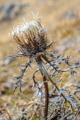 Obraz premium Thistle on the field