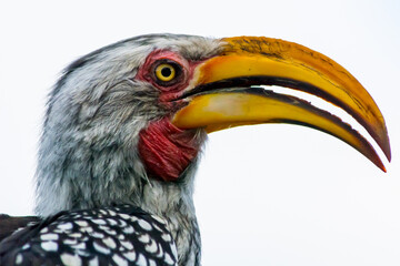 Closeup shot of Southern yellow billed hornbil isolated on white