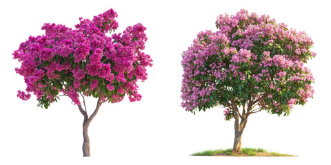 Fototapeta premium Tree with pink flowers isolated on transparent background, Set of