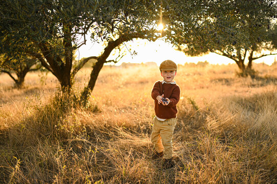 boy in cap collecting olives at sunset in an olive grove. A beautiful moment of harvest and togetherness in nature during golden hour
