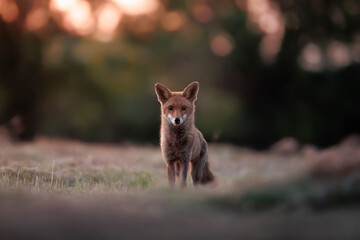Renard dans les champs au coucher de soleil
