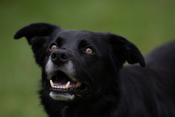 Portrait d'un chien domestique avec un beau regard