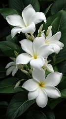 Obraz premium Beautiful white plumeria petals on dark green leaves backdrop, petals, leaves, flora, tropical