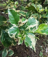 Close Up of Lush Duranta Repens Variegata Leaves in Nature