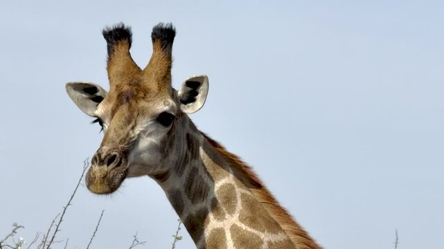 Afrikanische Tiere Giraffe im Busch vom Kr&uuml;ger National Park - Kruger Nationalpark S&uuml;dafrika
