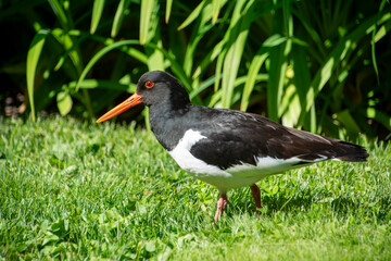 The pied oystercatcher (Haematopus longirostris)