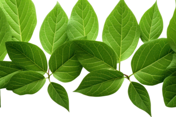 Close-up view of vibrant green apple tree leaves showcasing their glossy texture and intricate vein patterns. The leaves vary in size and shape, creating a natural and organic look.