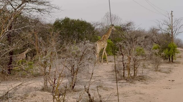 Afrikanische Tiere Giraffenkuh mit Jungtier Giraffenkalb im Busch vom Kr&uuml;ger National Park - Kruger Nationalpark S&uuml;dafrika