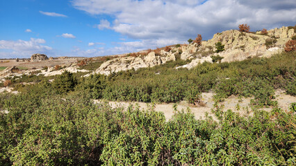 Vegetation of the laurel-leaf cistus (Cistus laurifolius) is a species of highly branched flowering evergreen shrub native to some areas around the Mediterranean basin.
