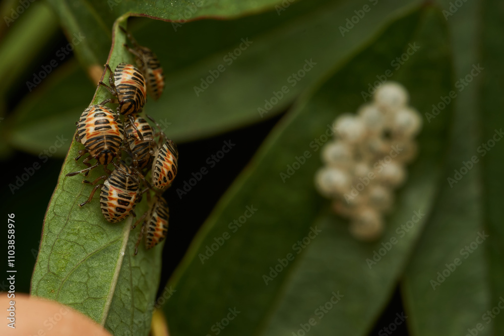 Wall mural Eggs of some insect on a green leaf