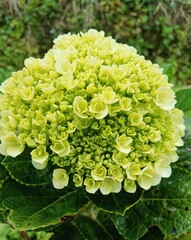 Delicate Green Hydrangea Petals in Natural Light