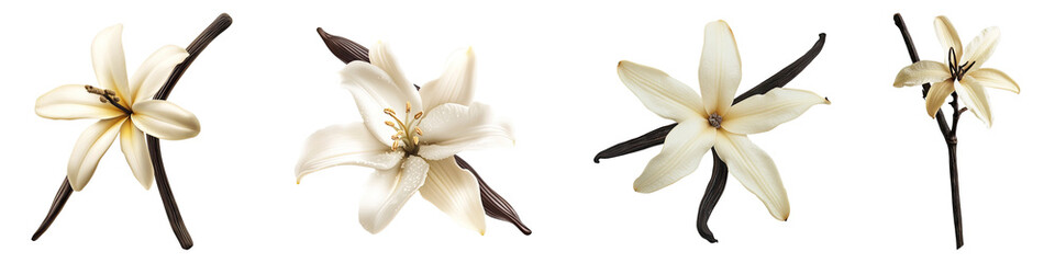 Vanilla flower isolated on transparent background, Set of