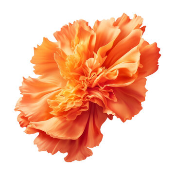 flying orange flower isolated on transparent background cutout