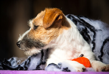 Jack Russell Terrier and Toy