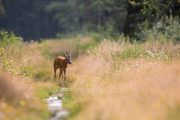 Chevreuil traversant un chemin en plein forêt