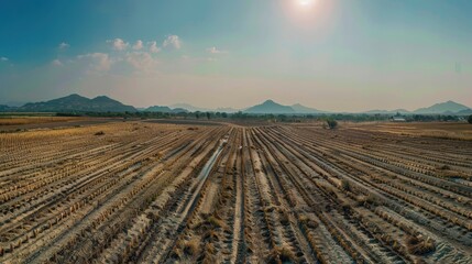 Fototapeta premium Harvest's End: Golden Fields Under the Sun 