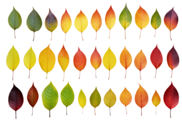A vibrant collection of freshly picked apple tree leaves, arranged in a natural overlapping pattern. The leaves exhibit varying degrees of light penetration