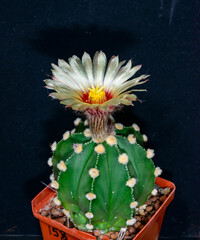 Astrophytum capas hybrid - a red flowered thornless cactus in a collection, Ukraine