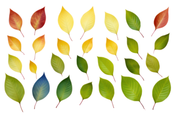 A vibrant collection of freshly picked apple tree leaves, arranged in a natural overlapping pattern. The leaves exhibit varying degrees of light penetration