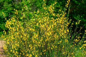 A field of yellow flowers with green leaves