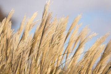 Fototapeta premium dry branches of miscanthus, cereal grass