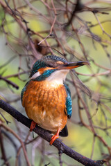 Eisvogel im Herbst auf einem Ast / Vogel / Kingfisher