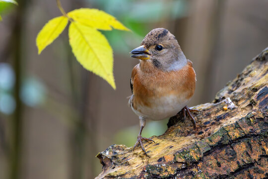 Bergfink oder Nordfink im Herbst