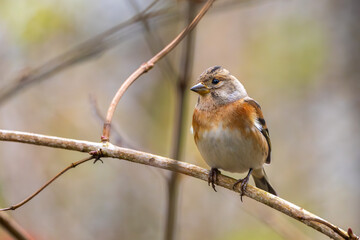 Bergfink oder Nordfink im Herbst