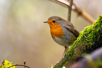 Rotkelchen im Herbst auf einem Ast / Vogel
