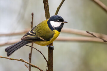 Kohlmeise im Herbst auf einem Ast / Vogel