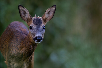 Portrait d'un chevreuil rencontré dans un parc