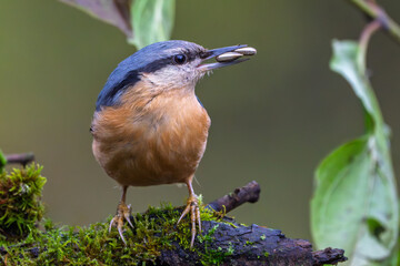 KLeiber im Herbst auf einem Ast / Vogel
