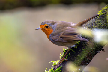 Rotkelchen im Herbst auf einem Ast / Vogel

